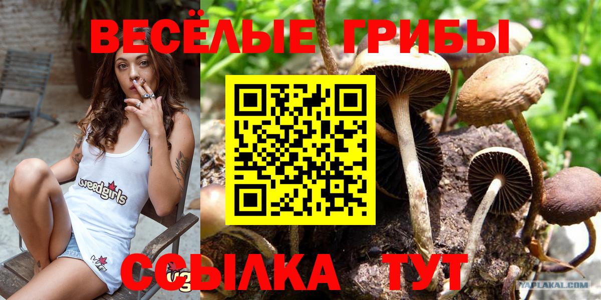 Псилоцибиновые грибы Cubensis  Вход с VPN  магазин  наркотиков  Галлюциногенные грибы MAGIC MUSHROOMS  Серов 